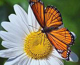 Viceroy On A Daisy_54336